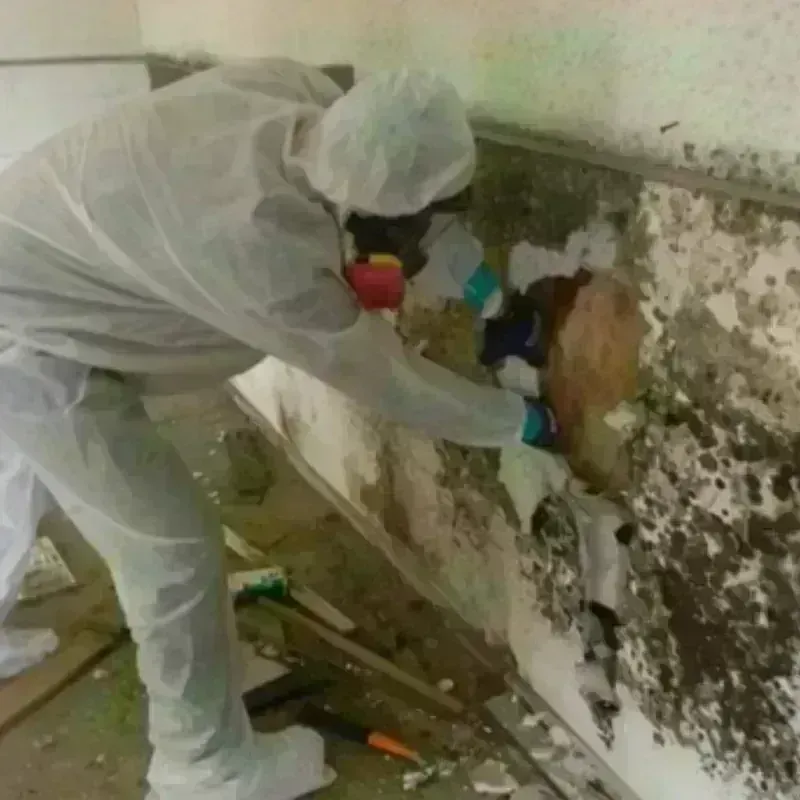 Mold Remediation and Removal in Lewisburg, WV